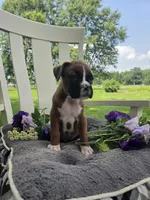 Piper, a female Boxer for sale in Lagrange, IN – 7 of 10