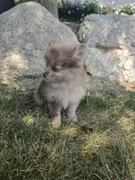 Lindsey, a female Pomeranian for sale in Lagrange, IN – 10 of 10
