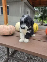 Charlotte, a female Aussiedoodle for sale in Lagrange, IN – 9 of 9