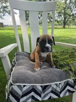 Tank, a male Boxer for sale in Lagrange, IN – 2 of 9