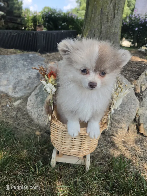 Lavender Lacy – Pomeranian puppy for sale in Lagrange, IN