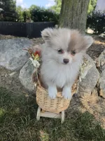 Lavender Lacy, a female Pomeranian for sale in Lagrange, IN – 1 of 7
