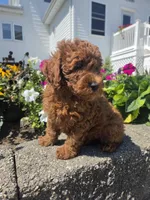 Dominic , a male Poodle - Miniature  for sale in Lagrange, IN – 6 of 8