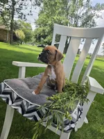 Zeus, a male Boxer for sale in Lagrange, IN – 3 of 9