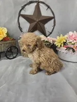 Jasper, a male Poodle - Miniature  for sale in Lagrange, IN – 4 of 9