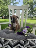 Piper, a female Boxer for sale in Lagrange, IN – 9 of 10