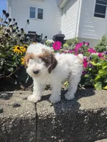 Darcy, a female Poodle - Miniature  for sale in Lagrange, IN – 4 of 8