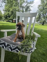 Zeus, a male Boxer for sale in Lagrange, IN – 5 of 9
