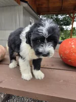 Charlotte, a female Aussiedoodle for sale in Lagrange, IN – 2 of 9