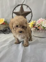 Jasper, a male Poodle - Miniature  for sale in Lagrange, IN – 7 of 9