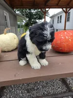 Charlotte, a female Aussiedoodle for sale in Lagrange, IN – 4 of 9