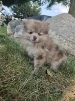 Lindsey, a female Pomeranian for sale in Lagrange, IN – 4 of 10