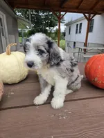 Benny, a male Aussiedoodle for sale in Lagrange, IN – 6 of 8