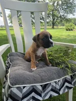 Tank, a male Boxer for sale in Lagrange, IN – 1 of 9