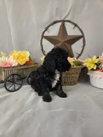 Chip, a male Poodle - Miniature  for sale in Lagrange, IN – 1 of 7