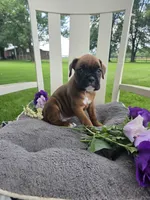 Sophie, a female Boxer for sale in Lagrange, IN – 4 of 10