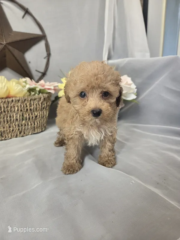 Jasper – Poodle - Miniature  puppy for sale in Lagrange, IN