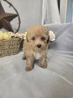 Jasper, a male Poodle - Miniature  for sale in Lagrange, IN – 1 of 9