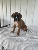 Tank, a male Boxer for sale in Lagrange, IN – 7 of 8