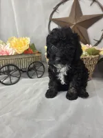 Chip, a male Poodle - Miniature  for sale in Lagrange, IN – 4 of 7