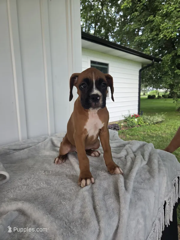 Tank – Boxer puppy for sale in Lagrange, IN