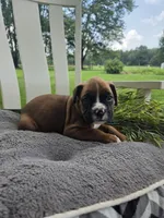 Jagger, a male Boxer for sale in Lagrange, IN – 5 of 9
