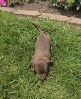 Kane, a female Miniature Dachshund for sale in Lagrange, IN – 4 of 9