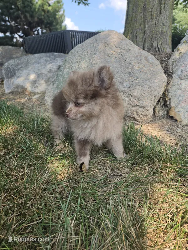 Lindsey – Pomeranian puppy for sale in Lagrange, IN