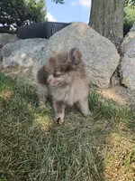Lindsey, a female Pomeranian for sale in Lagrange, IN – 1 of 10