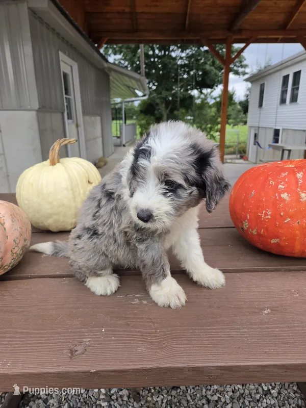 Benny – Aussiedoodle puppy for sale in Lagrange, IN