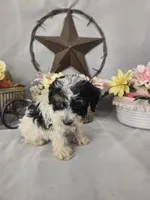 Oscar, a male Poodle - Miniature  for sale in Lagrange, IN – 3 of 6