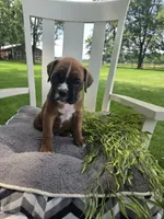 Dozer, a male Boxer for sale in Lagrange, IN – 7 of 9