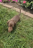 Kenzie, a female Miniature Dachshund for sale in Lagrange, IN – 8 of 8
