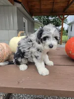 Archie, a male Aussiedoodle for sale in Lagrange, IN – 2 of 8