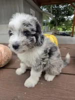 Annie, a female Aussiedoodle for sale in Lagrange, IN – 2 of 7