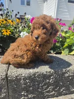 Dominic , a male Poodle - Miniature  for sale in Lagrange, IN – 3 of 8