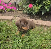 Kane, a female Miniature Dachshund for sale in Lagrange, IN – 8 of 9