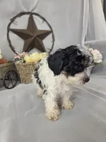 Oscar, a male Poodle - Miniature  for sale in Lagrange, IN – 4 of 6