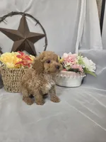 Ruby, a female Poodle - Miniature  for sale in Lagrange, IN – 5 of 10