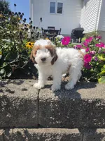 Darcy, a female Poodle - Miniature  for sale in Lagrange, IN – 3 of 8