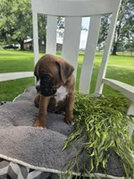 Dozer, a male Boxer for sale in Lagrange, IN – 8 of 9