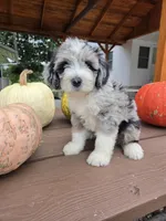 Archie, a male Aussiedoodle for sale in Lagrange, IN – 7 of 8