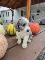 Oakly, a male Aussiedoodle for sale in Lagrange, IN – 7 of 8