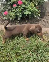 Khloe, a female Miniature Dachshund for sale in Lagrange, IN – 6 of 9