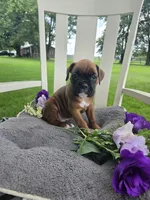 Sophie, a female Boxer for sale in Lagrange, IN – 3 of 10