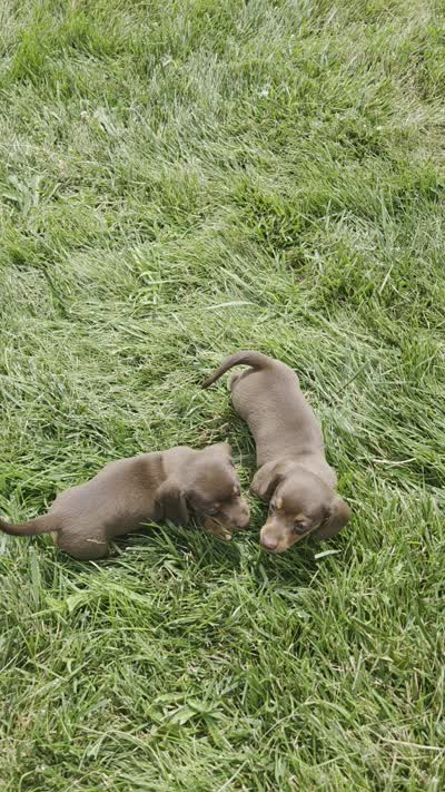 Khloe, a female Miniature Dachshund for sale in Lagrange, IN – 9 of 9