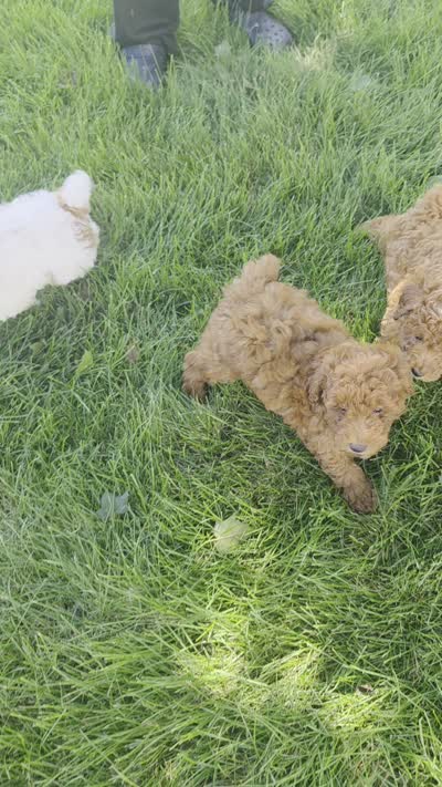 Darcy, a female Poodle - Miniature  for sale in Lagrange, IN – 8 of 8