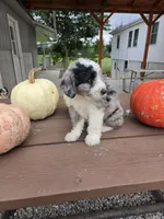 Benny, a male Aussiedoodle for sale in Lagrange, IN – 3 of 8