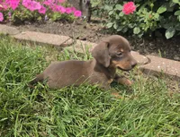 Kane, a female Miniature Dachshund for sale in Lagrange, IN – 7 of 9