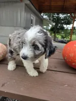 Oakly, a male Aussiedoodle for sale in Lagrange, IN – 8 of 8